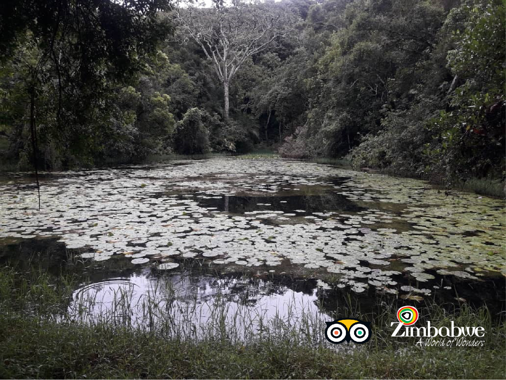 Flora and Founa paradise in Vumba. A place for connecting your inner self with nature.